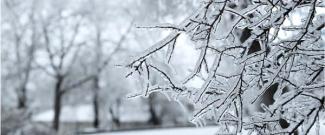 Frost-covered tree branches in a winter landscape, with ice-coated twigs in sharp focus and bare trees blurred in the snowy background